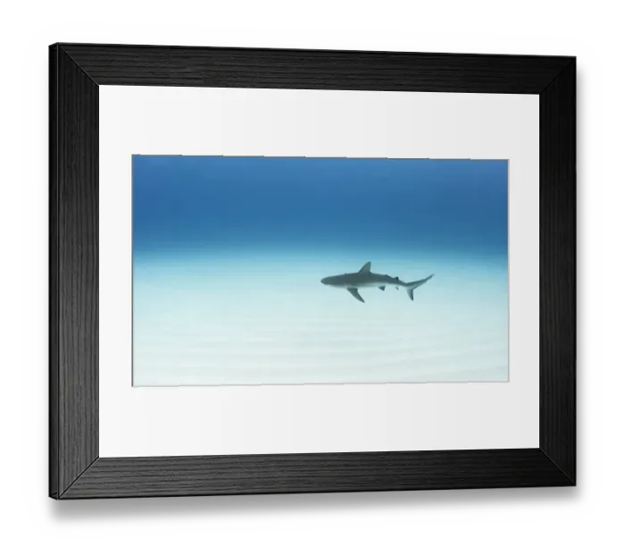 Framed Print : Caribbean reef shark (Carcharhinus perezi) cruising over a sand flat in The Bahamas Framed Print : Caribbean reef shark (Carcharhinus perezi) cruising over a sand flat in The Bahamas