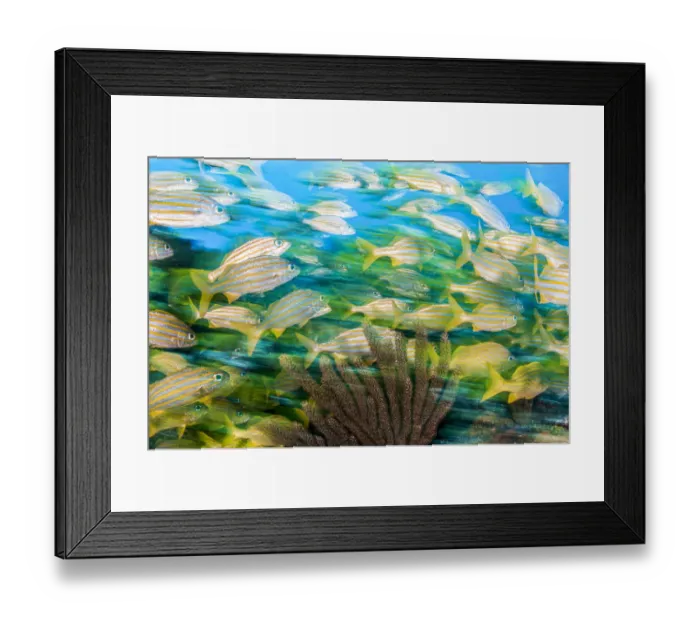 Framed Print : Smallmouth grunt (Haemulon chrysargyreum) fish swim over a coral reef, Cancun, Mexico Framed Print : Smallmouth grunt (Haemulon chrysargyreum) fish swim over a coral reef, Cancun, Mexico