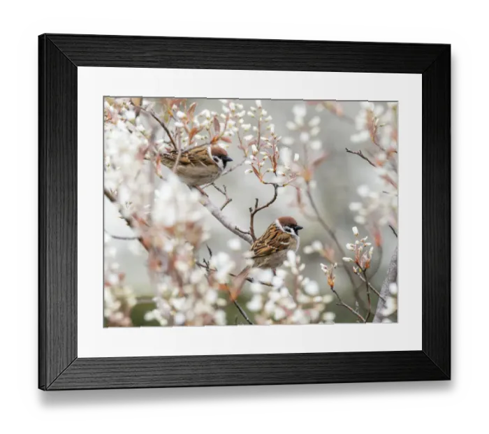 Framed Print : Tree sparrows (Passer montanus) Bavaria, Germany, April Framed Print : Tree sparrows (Passer montanus) Bavaria, Germany, April