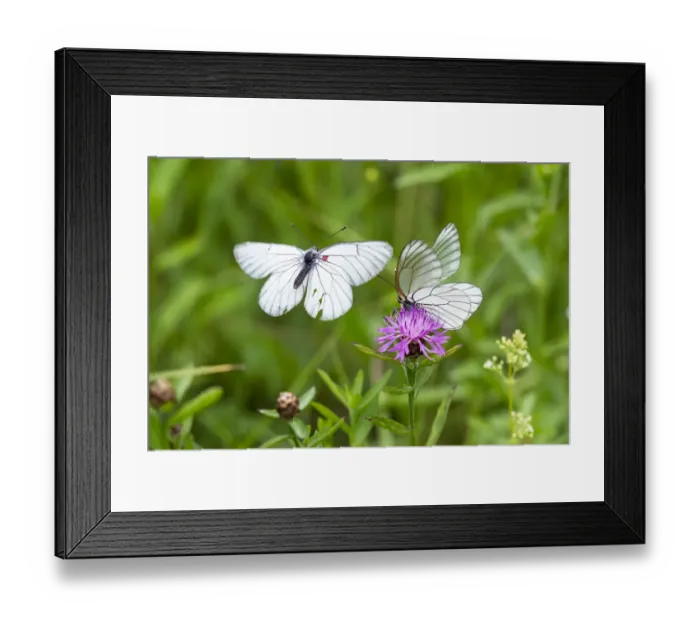 Framed Print : Black-veined white butterflies (Aporia crataegi) courtship, Alps, Slovenia