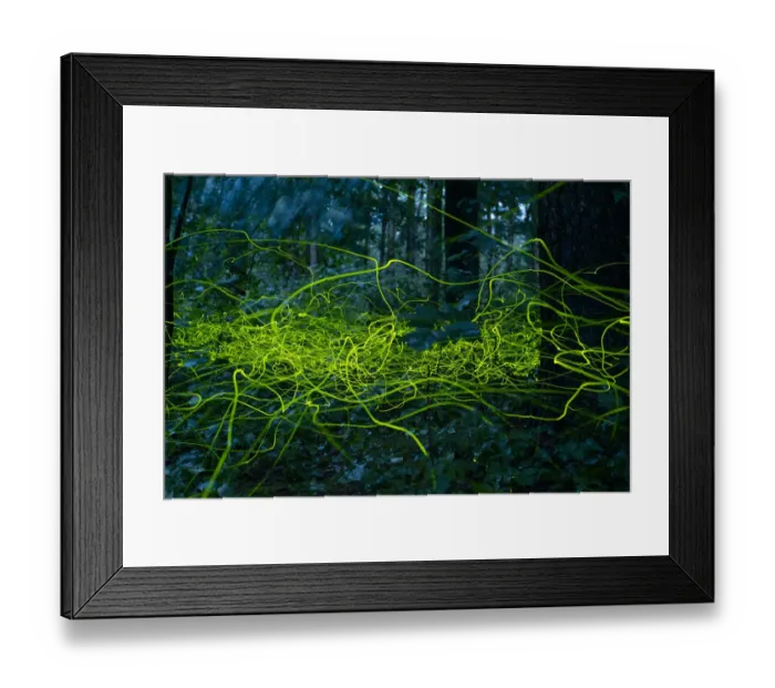 Framed Print : Firefly (Lamprohiza splendidula) light trails of males in forest, Bavaria, Germany. July Framed Print : Firefly (Lamprohiza splendidula) light trails of males in forest, Bavaria, Germany. July