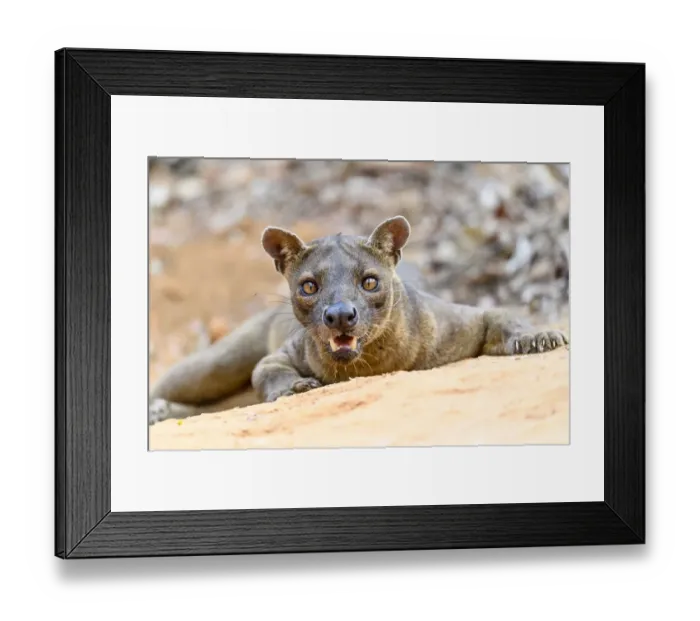 Framed Print : Fosa / Fossa (Cryptoprocta ferox) male resting in dry decidous forest Framed Print : Fosa / Fossa (Cryptoprocta ferox) male resting in dry decidous forest