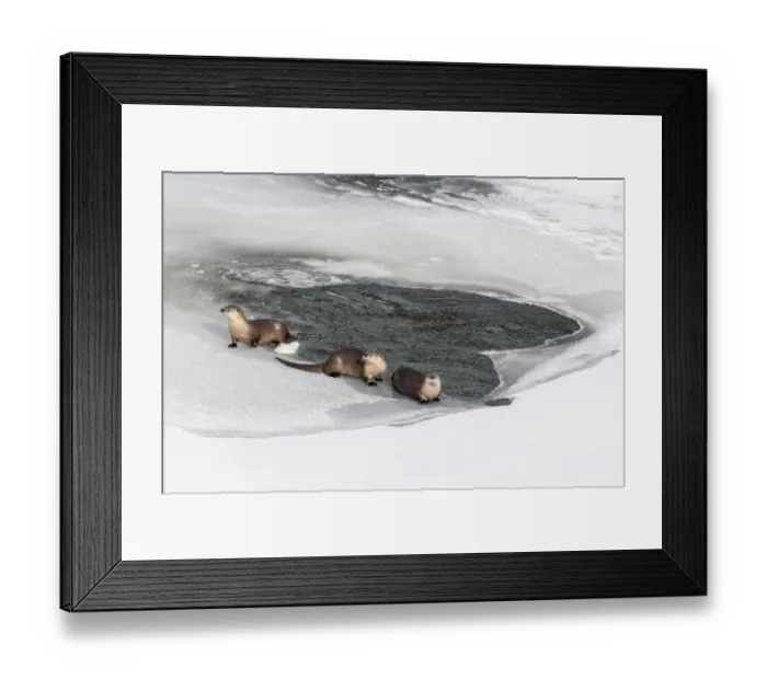 Framed Print : North American river otters (Lutra canadiensis) probaly female with two juveniles Framed Print : North American river otters (Lutra canadiensis) probaly female with two juveniles