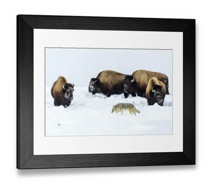 Framed Print : Coyote (Canis latrans) foraging in deep winter snow disturbed by grazing American bison Framed Print : Coyote (Canis latrans) foraging in deep winter snow disturbed by grazing American bison