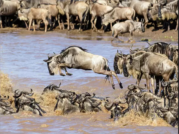 Herds of White-bearded wildebeest (Connochaetes taurinus albojubatus