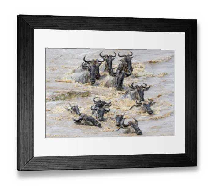 Framed Print : Nile crocodile (Crocodylus niloticus) waiting to attack White-bearded wildebeest