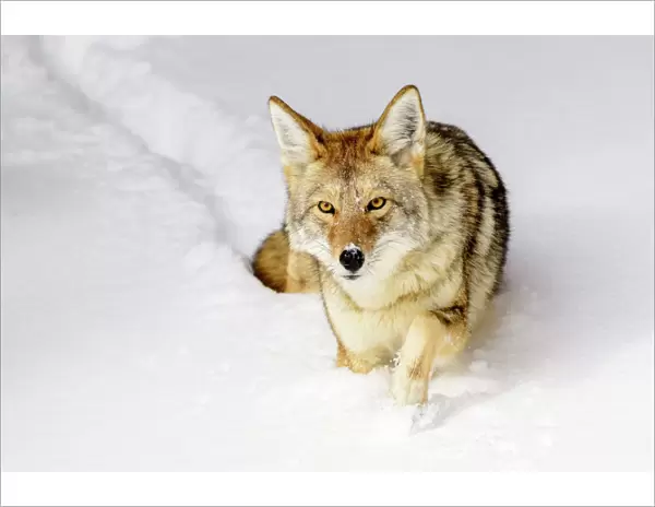 Coyote (Canis latrans) walking through deep winter snow