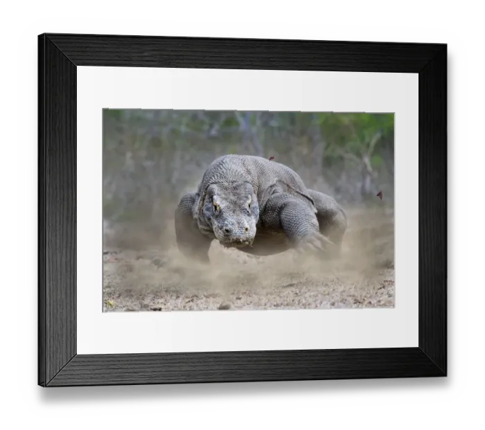 Framed Print : Komodo dragon (Varanus komodoensis) male running. Rinca Island, Komodo National Park Framed Print : Komodo dragon (Varanus komodoensis) male running. Rinca Island, Komodo National Park