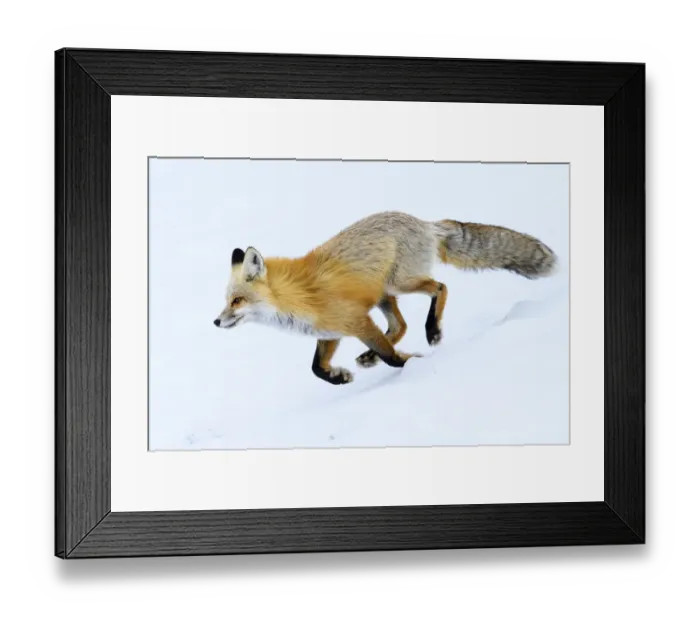 Framed Print : Red fox (Vulpes vulpes) running through snow. Hayden Valley, Yellowstone, USA. January Framed Print : Red fox (Vulpes vulpes) running through snow. Hayden Valley, Yellowstone, USA. January