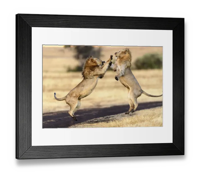 Framed Print : Lion (Panthera leo) males mock fighting / play fighting Framed Print : Lion (Panthera leo) males mock fighting / play fighting