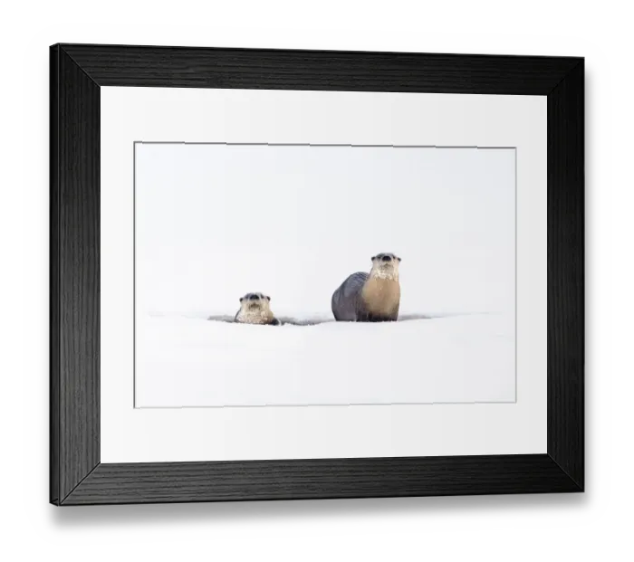 Framed Print : RF - North American river otters (Lutra canadiensis) on the frozen river edge Framed Print : RF - North American river otters (Lutra canadiensis) on the frozen river edge