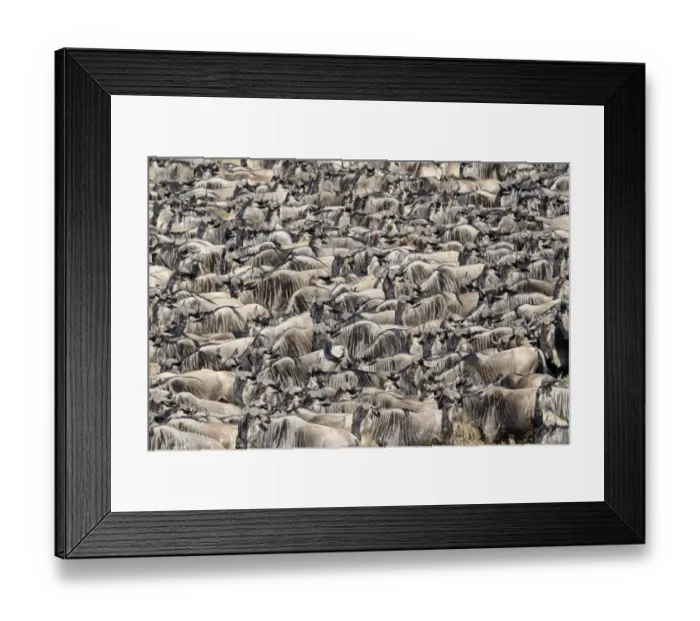 Framed Print : RF - Herds of White-bearded wildebeest (Connochaetes taurinus albojubatus