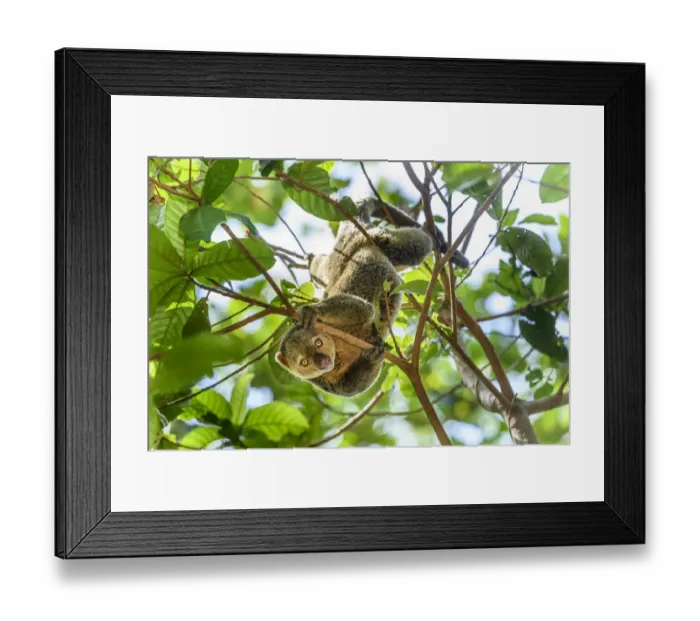 Framed Print : RF - Sulawesi bear cuscus (Ailurops ursinus) in forest canopy Framed Print : RF - Sulawesi bear cuscus (Ailurops ursinus) in forest canopy