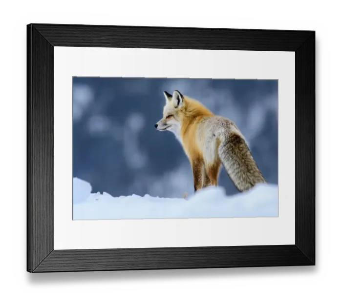 Framed Print : RF - Red fox (Vulpes vulpes) in deep snow. Yellowstone National Park, USA Framed Print : RF - Red fox (Vulpes vulpes) in deep snow. Yellowstone National Park, USA