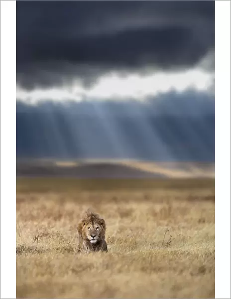 RF - Lion (Panthera leo) male on savanna with dramatic storm clouds