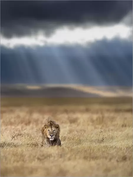 RF - Lion (Panthera leo) male on savanna with dramatic storm clouds