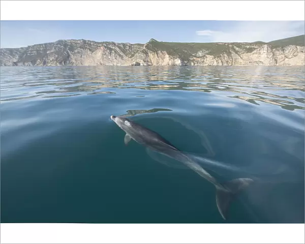 Bottlenose dolphin (Tursiops truncatus) near surface, Sado Estuary, Arribida, Portugal