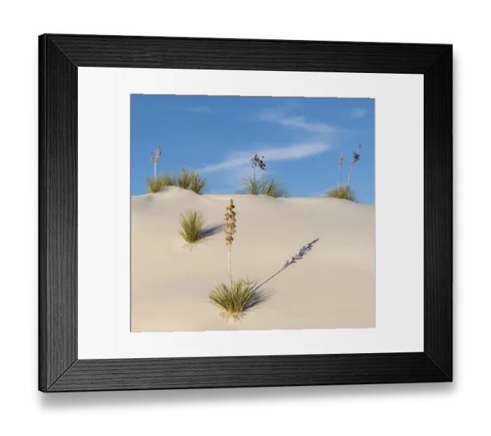 Framed Print : Soaptree yucca (Yucca elata) on gypsum dun, White Sands National Monument, New Mexico Framed Print : Soaptree yucca (Yucca elata) on gypsum dun, White Sands National Monument, New Mexico
