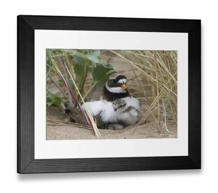 Framed Print : Ringed plover (Charidrius hiaticula) with newly hatched chick, County Wicklow, Ireland Framed Print : Ringed plover (Charidrius hiaticula) with newly hatched chick, County Wicklow, Ireland