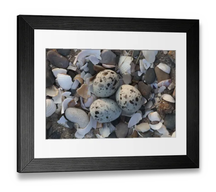 Framed Print : Little tern (Sterna albifrons) three eggs in nest scrape, County Wicklow, Ireland, June Framed Print : Little tern (Sterna albifrons) three eggs in nest scrape, County Wicklow, Ireland, June