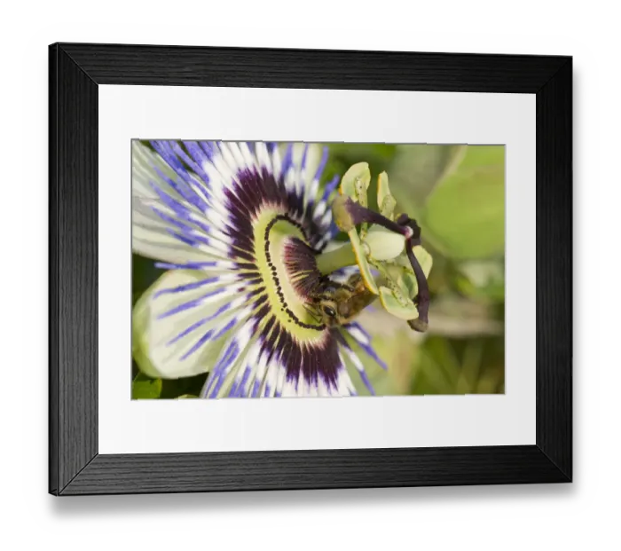 Framed Print : Honey bee (Apis mellifera) foraging on a passion flower (Passiflora caerulea), Berkshire Framed Print : Honey bee (Apis mellifera) foraging on a passion flower (Passiflora caerulea), Berkshire