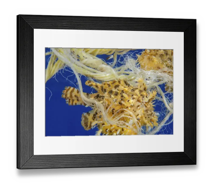 Framed Print : Sargasumfish (Histiro histiro) two living in floating polypropylene rope. Hawaii Framed Print : Sargasumfish (Histiro histiro) two living in floating polypropylene rope. Hawaii