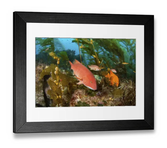 Framed Print : Sheephead (Semicossyphus pulcher) female, and Garibaldi Framed Print : Sheephead (Semicossyphus pulcher) female, and Garibaldi