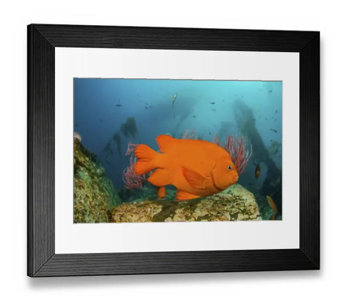 Framed Print : Garibaldi (Hypsypops rubicundus) in forest of giant kelp Framed Print : Garibaldi (Hypsypops rubicundus) in forest of giant kelp