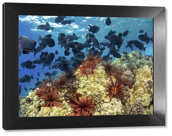 Slate pencil sea urchins (Heterocentrotus mammillatus) in Hawaiian reef scene with Black