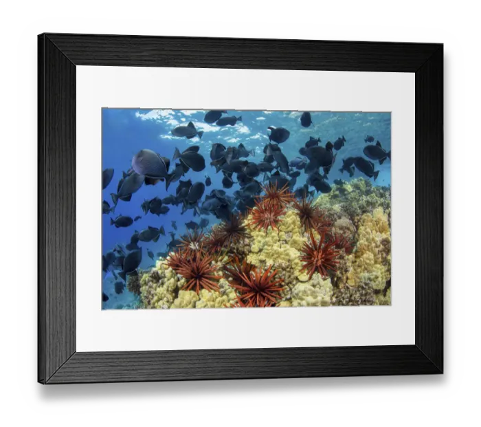 Framed Print : Slate pencil sea urchins (Heterocentrotus mammillatus) in Hawaiian reef scene with Black Framed Print : Slate pencil sea urchins (Heterocentrotus mammillatus) in Hawaiian reef scene with Black