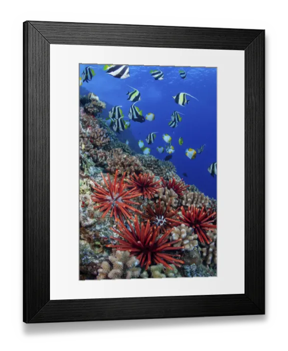 Framed Print : Slate pencil sea urchins (Heterocentrotus mammillatus) Pennantfish (Heniochus diphreutes Framed Print : Slate pencil sea urchins (Heterocentrotus mammillatus) Pennantfish (Heniochus diphreutes