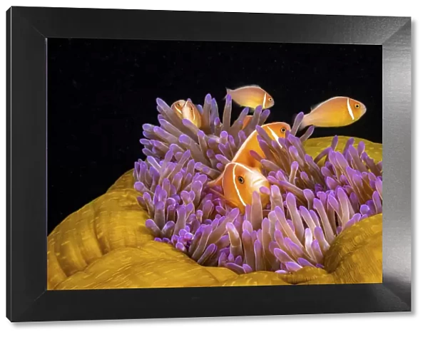 Common anemonefish (Amphiprion perideraion) associated with the anemone