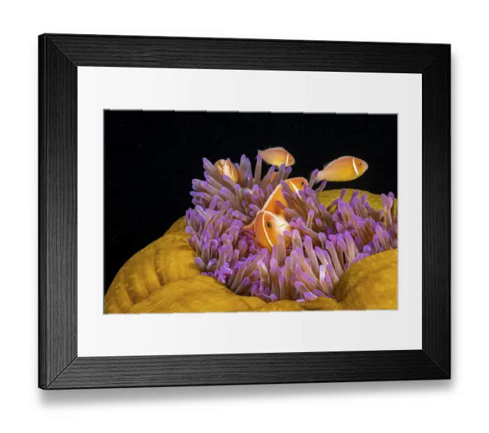 Framed Print : Common anemonefish (Amphiprion perideraion) associated with the anemone Framed Print : Common anemonefish (Amphiprion perideraion) associated with the anemone