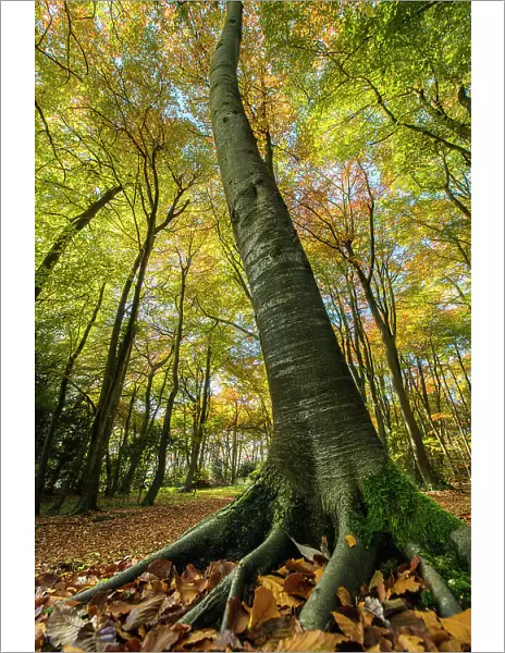 Buckholt Wood is a beech (Fagus sylvatica) wood and part of the Cotwolds Commons and Beechwoods National Nature Reserve, on the scarp slope of the Cotswolds near Birdlip, Gloucestershire