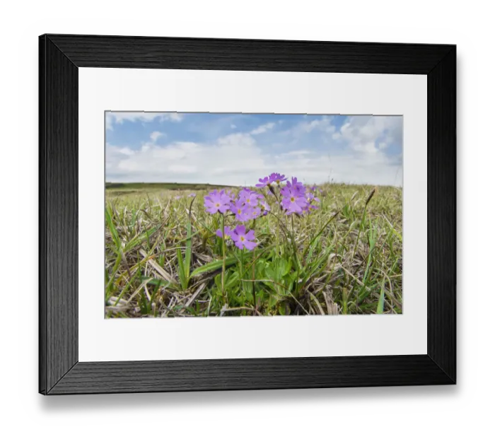 Framed Print : Birds eye primrose (Primula farinosa) a plant confined in Britain to the Pennines of Framed Print : Birds eye primrose (Primula farinosa) a plant confined in Britain to the Pennines of