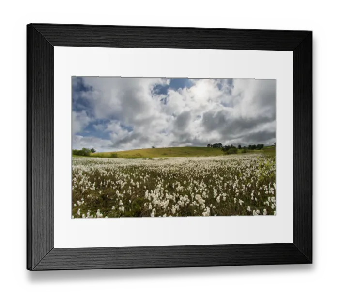 Framed Print : Common cottongrass (Eriophorum angustifolium) growing in a valley bog, Mendip Hills Framed Print : Common cottongrass (Eriophorum angustifolium) growing in a valley bog, Mendip Hills