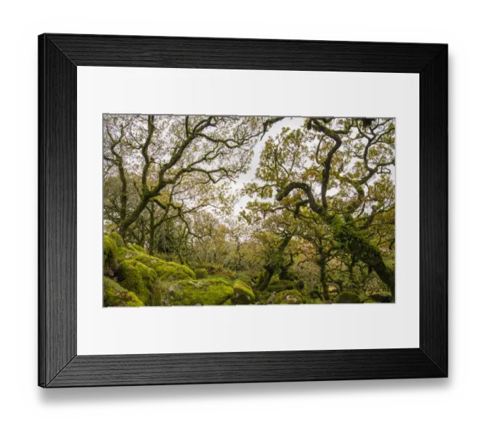 Framed Print : Wistmans Wood, forest of Pedunculate oaks (Quercus robur) on Dartmoor in Devon, England Framed Print : Wistmans Wood, forest of Pedunculate oaks (Quercus robur) on Dartmoor in Devon, England
