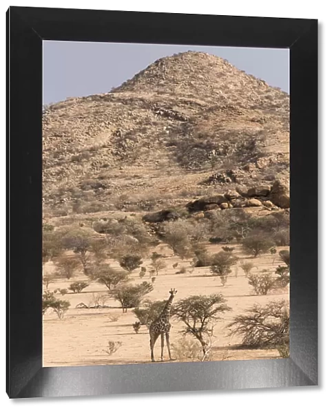 Namibian giraffe, (Giraffa camelopardalis angolensis), Erongo Mountain Conservancy
