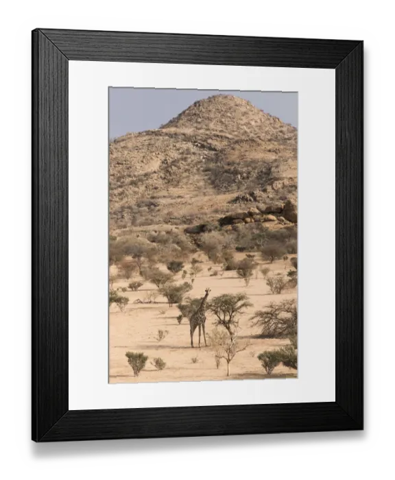 Framed Print : Namibian giraffe, (Giraffa camelopardalis angolensis), Erongo Mountain Conservancy Framed Print : Namibian giraffe, (Giraffa camelopardalis angolensis), Erongo Mountain Conservancy