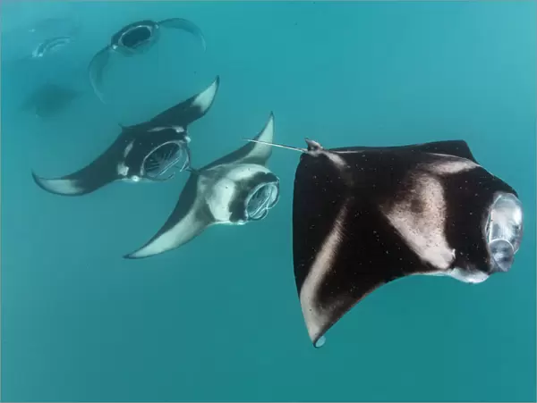 Reef manta rays (Manta alfredi) filter feeding in atoll passes and lagoons Hanifaru Bay