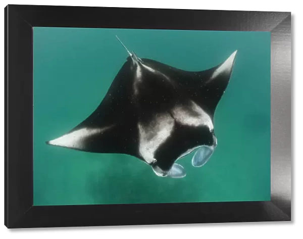 Reef manta ray (Manta alfredi) filter feeding on plankton