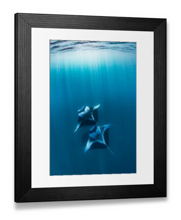 Framed Print : Reef manta rays (Manta alfredi) filter feeding on plankton Hanifaru Bay, Raa Atoll Framed Print : Reef manta rays (Manta alfredi) filter feeding on plankton Hanifaru Bay, Raa Atoll