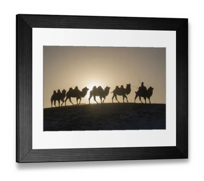 Framed Print : Mongol driving a camel caravan of Bactrian camel (Camelus bactrianus) Bashang Grassland Framed Print : Mongol driving a camel caravan of Bactrian camel (Camelus bactrianus) Bashang Grassland