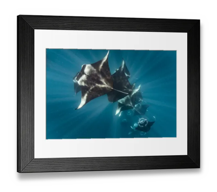 Framed Print : Reef manta rays (Manta alfredi) filter feeding on plankton, Dhikkurendho Reef, Raa Atoll Framed Print : Reef manta rays (Manta alfredi) filter feeding on plankton, Dhikkurendho Reef, Raa Atoll