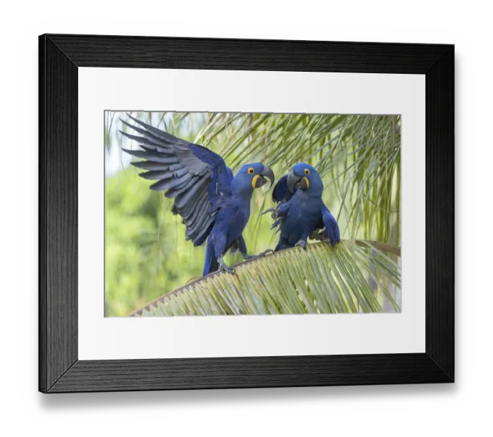 Framed Print : Hyacinth macaws (Anodorhynchus hyacinthinus) squabbling on palm tree, Pantanal Framed Print : Hyacinth macaws (Anodorhynchus hyacinthinus) squabbling on palm tree, Pantanal