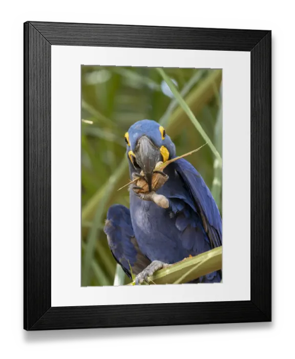 Framed Print : Hyacinth macaw (Anodorhynchus hyacinthinus) feeding on palm nuts, Pantanal, Mato Grosso