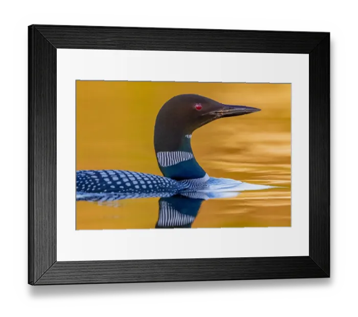 Framed Print : Common loon (Gavia immer), on a lake, Michigan, USA. June Framed Print : Common loon (Gavia immer), on a lake, Michigan, USA. June
