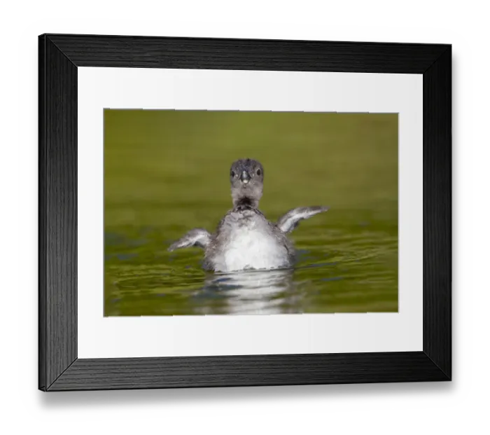 Framed Print : Common loon (Gavia immer), chick on lake, Michigan, USA. June