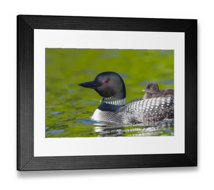 Framed Print : RF - Common loon (Gavia immer) with chick on back. Michigan, USA. June Framed Print : RF - Common loon (Gavia immer) with chick on back. Michigan, USA. June