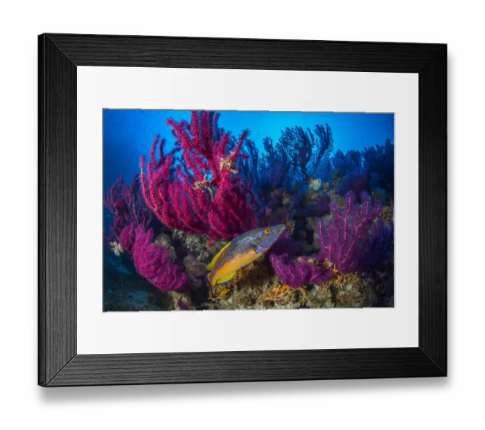 Framed Print : Cuckoo wrasse (Labrus mixtus) male in front of Red sea fan, (Paramuricea clavata) Framed Print : Cuckoo wrasse (Labrus mixtus) male in front of Red sea fan, (Paramuricea clavata)